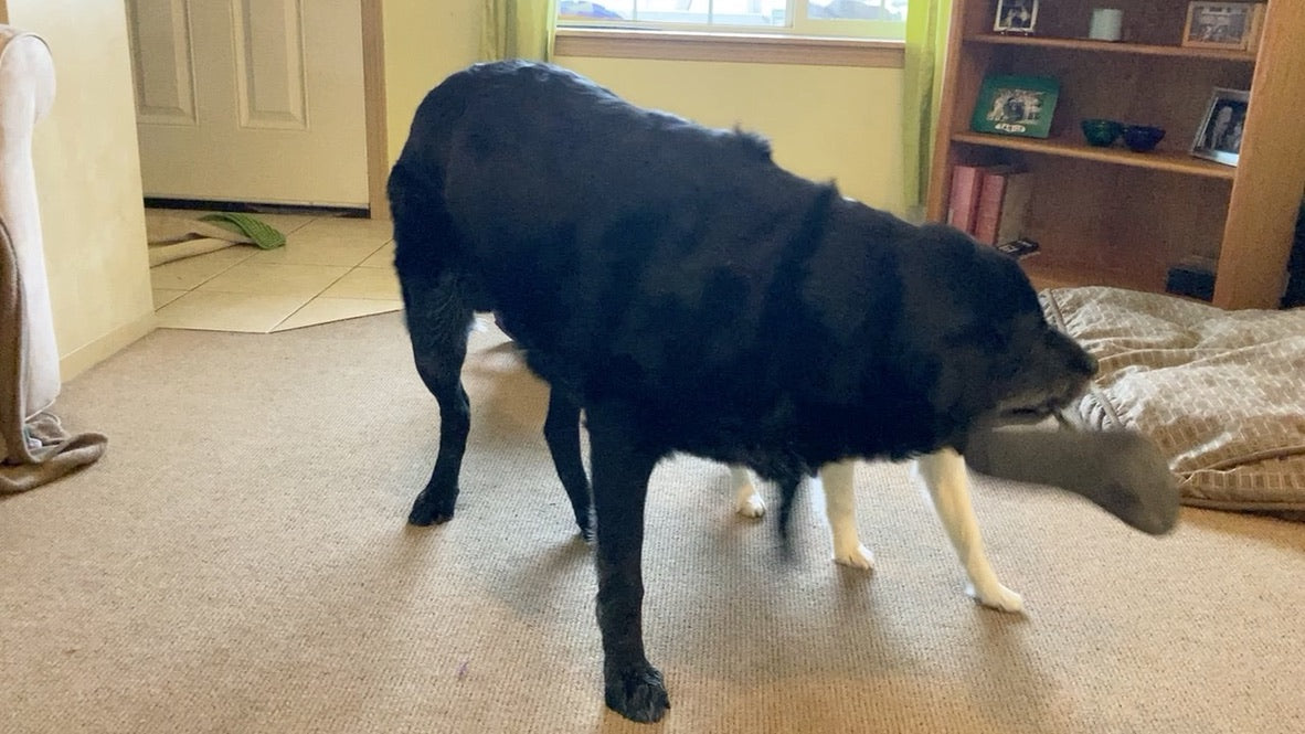 Lessons Learned from an Adorkable Black Lab