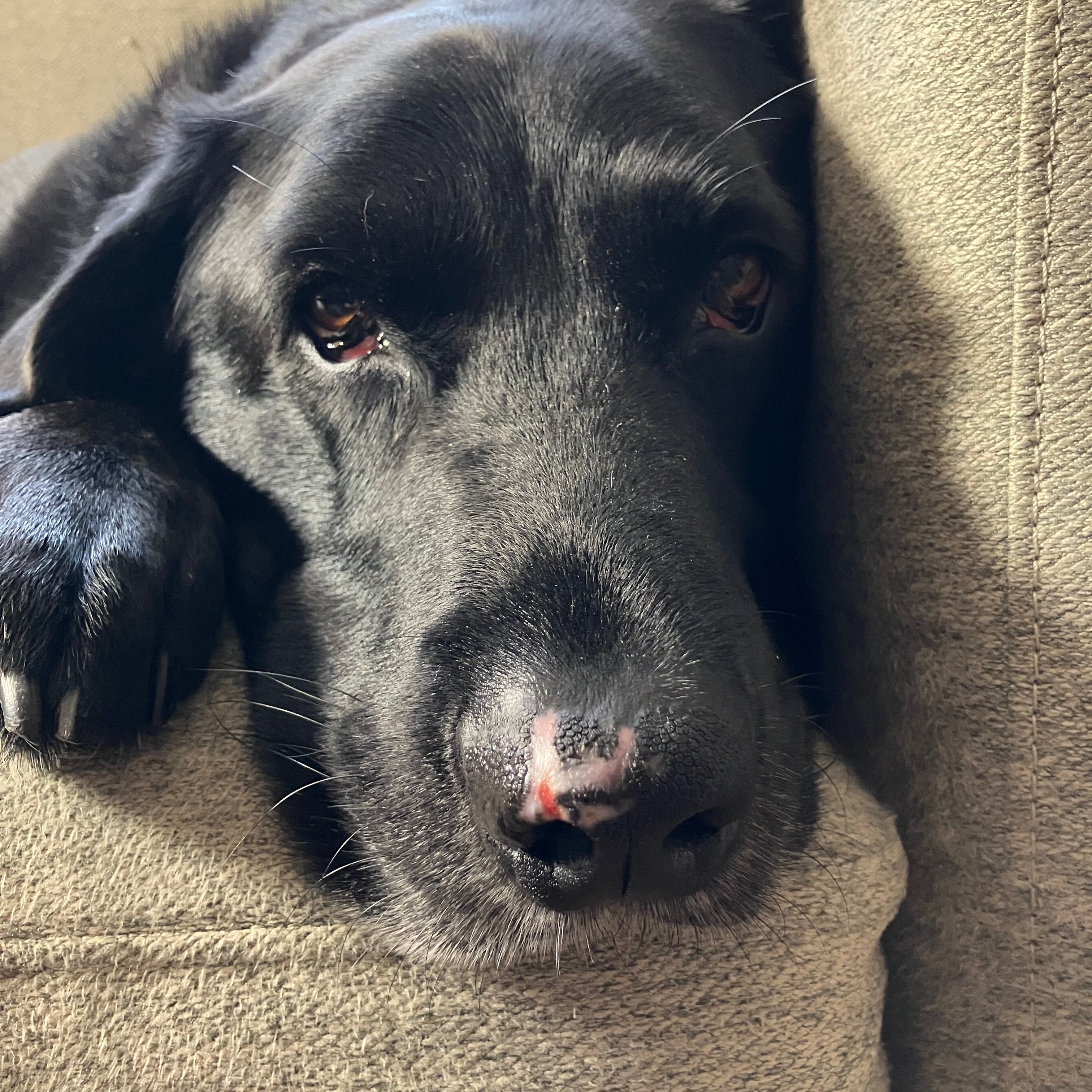 What My Dog’s Nose Taught Me About Healing