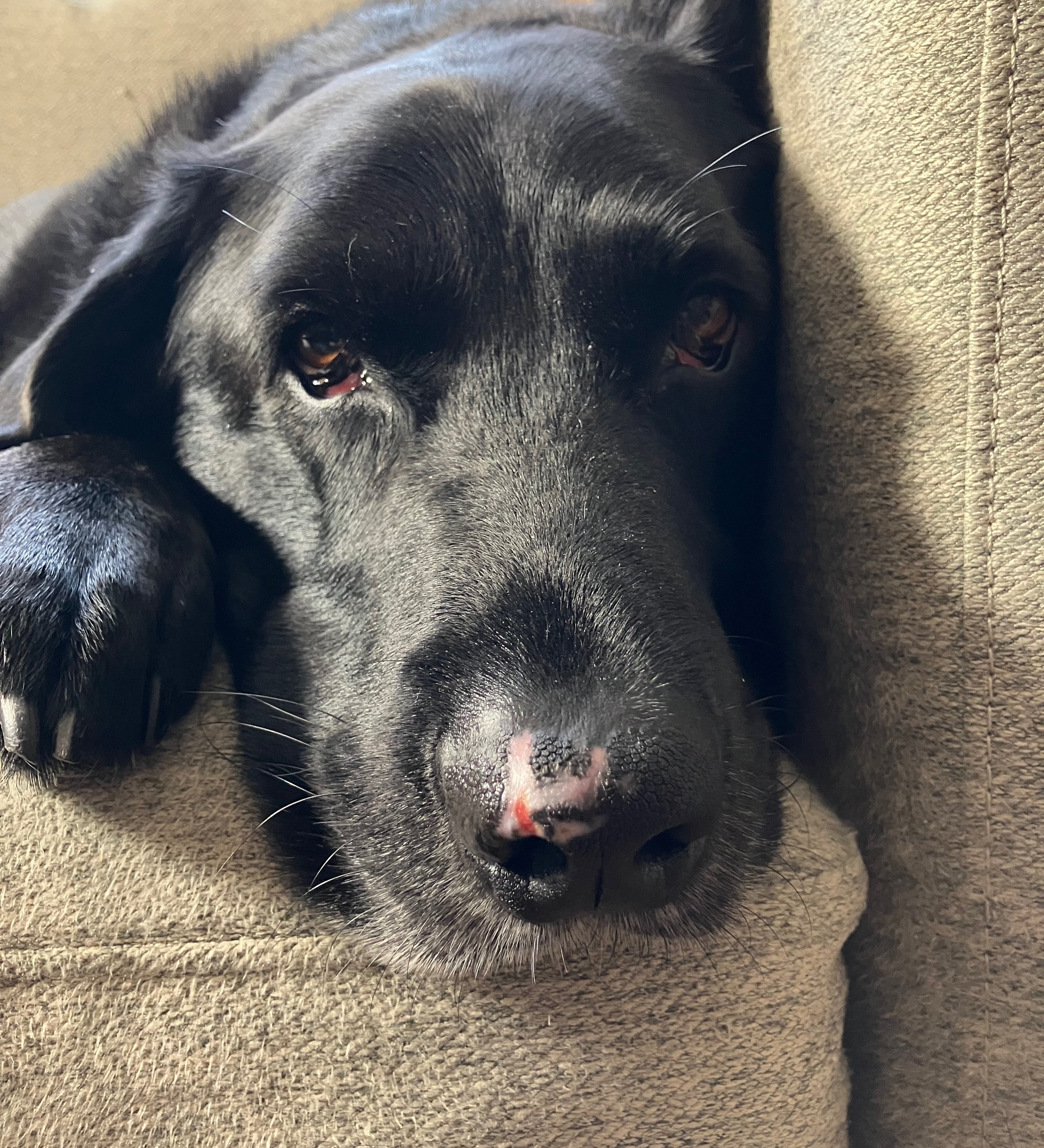 What My Dog’s Nose Taught Me About Healing