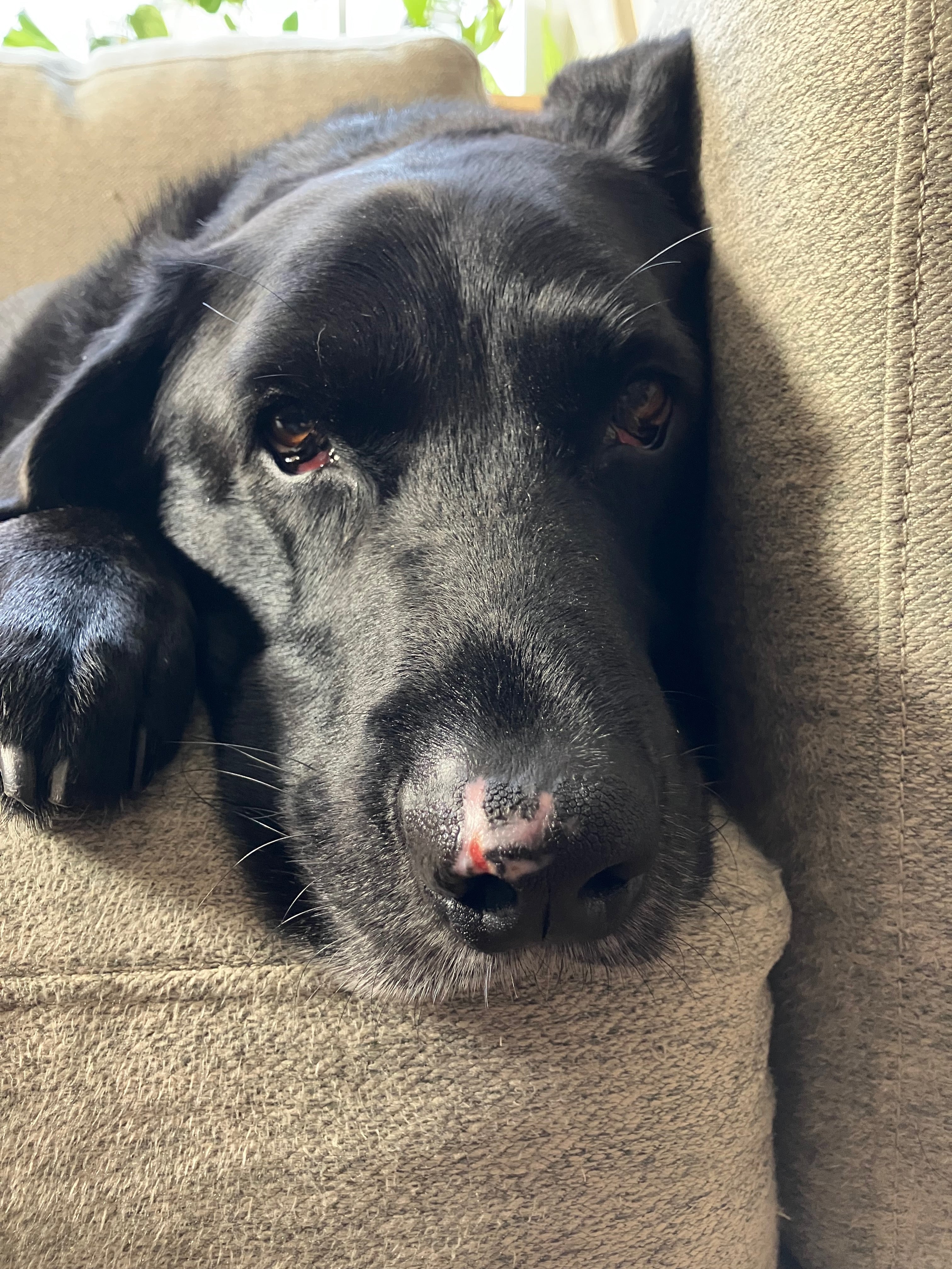 What My Dog’s Nose Taught Me About Healing